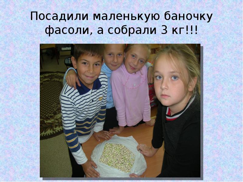 Посадили маленькую баночку фасоли, а собрали 3 кг!!! Посадили маленькую баночку фасоли, а собрали 3 кг!!!