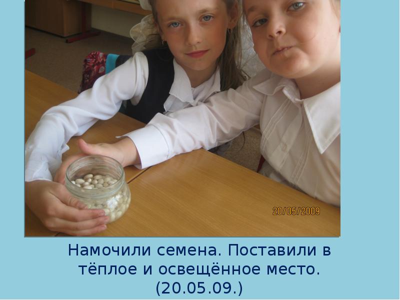 Намочили семена. Поставили в тёплое и освещённое место. (20.05.09.) Намочили семена. Поставили в тёплое и освещённое место. (20.05.09.)