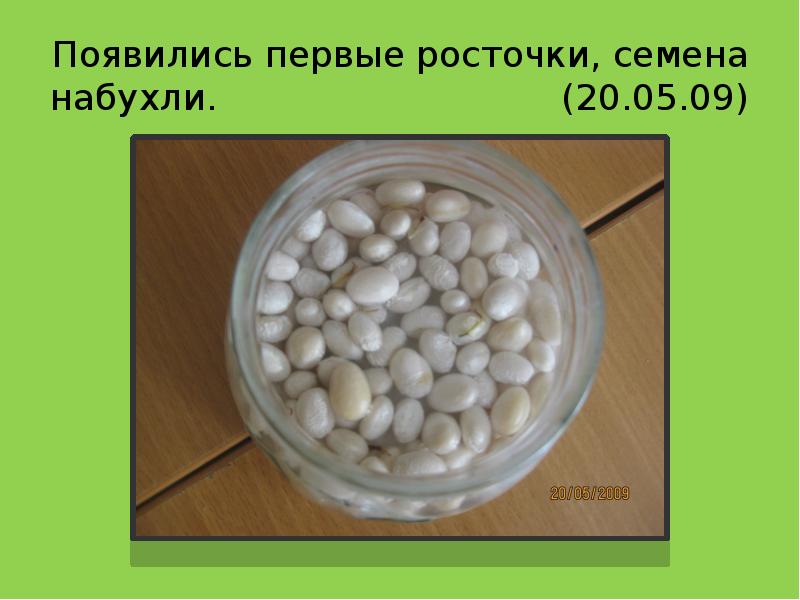 Появились первые росточки, семена набухли. Появились первые росточки, семена набухли.
