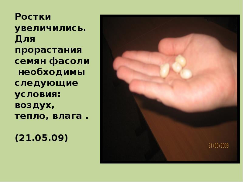 Ростки увеличились. Для прорастания семян фасоли необходимы следующие условия: воздух, тепло, Ростки увеличились. Для прорастания семян фасоли необходимы следующие условия: воздух, тепло,