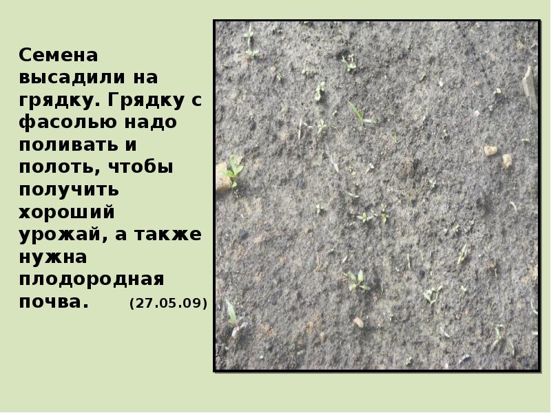 Семена высадили на грядку. Грядку с фасолью надо поливать и полоть, Семена высадили на грядку. Грядку с фасолью надо поливать и полоть,