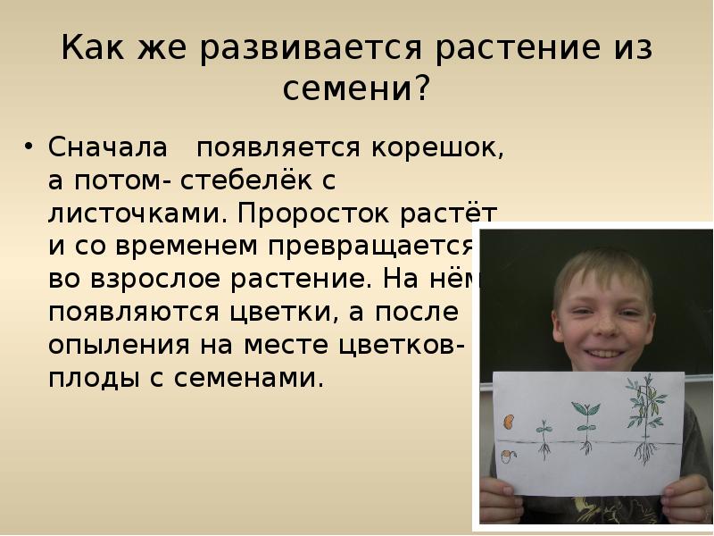 Как же развивается растение из семени?
Сначала появляется корешок, а Как же развивается растение из семени?
Сначала появляется корешок, а