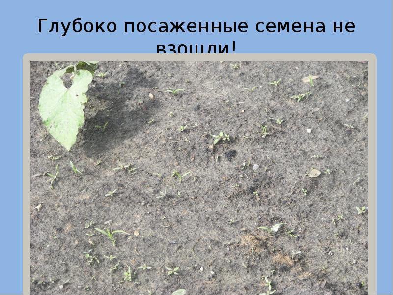 Глубоко посаженные семена не взошли! Глубоко посаженные семена не взошли!