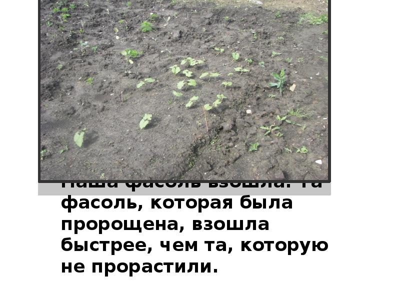 Наша фасоль взошла. Та фасоль, которая была пророщена, взошла быстрее, чем Наша фасоль взошла. Та фасоль, которая была пророщена, взошла быстрее, чем