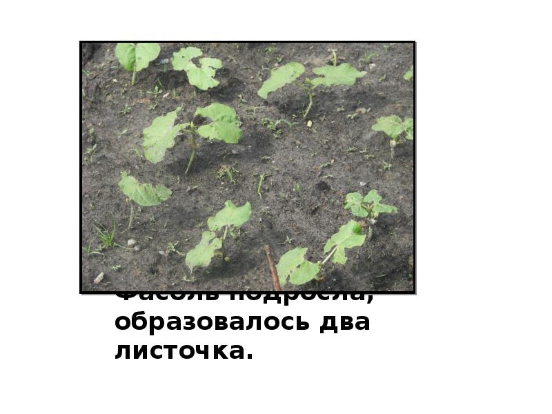Фасоль подросла, образовалось два листочка. Фасоль подросла, образовалось два листочка.