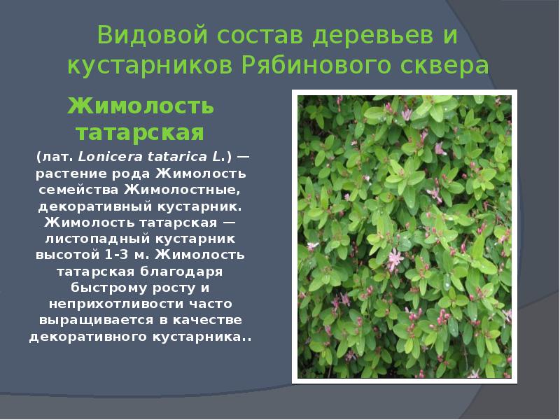 Провести описание. Видовой состав деревьев и кустарников. Кустарник семейства Жимолостные. Жимолость презентация. Жимолость презентация для детей.