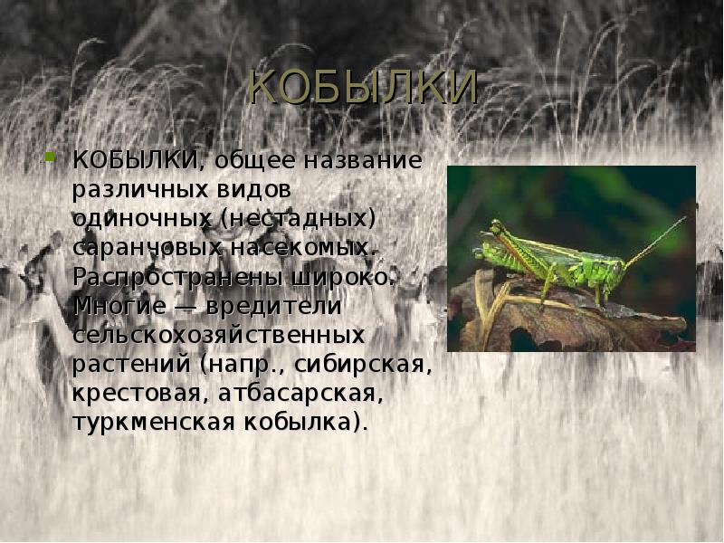 Кобылка голубокрылая тип окраски. Кобылка насекомое интересные факты. Кобылка кузнечик и саранча. Кобылка сообщение 4 класс окружающий мир. Саранча степная.