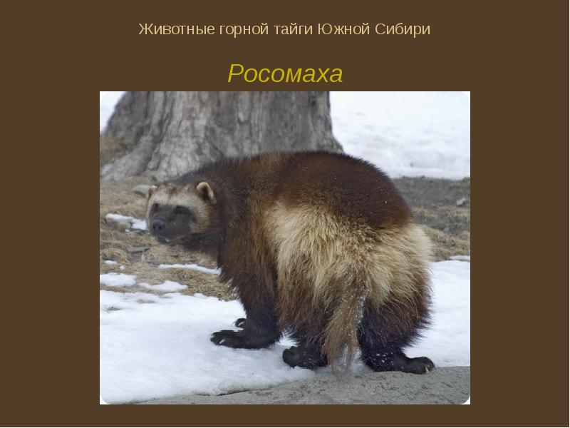 Какого зверя считали хозяином тайги в сибири. Животный мир Южной Сибири. Горы Южной Сибири животный мир. Животные гор Южной Сибири. Животные Южной тайги.