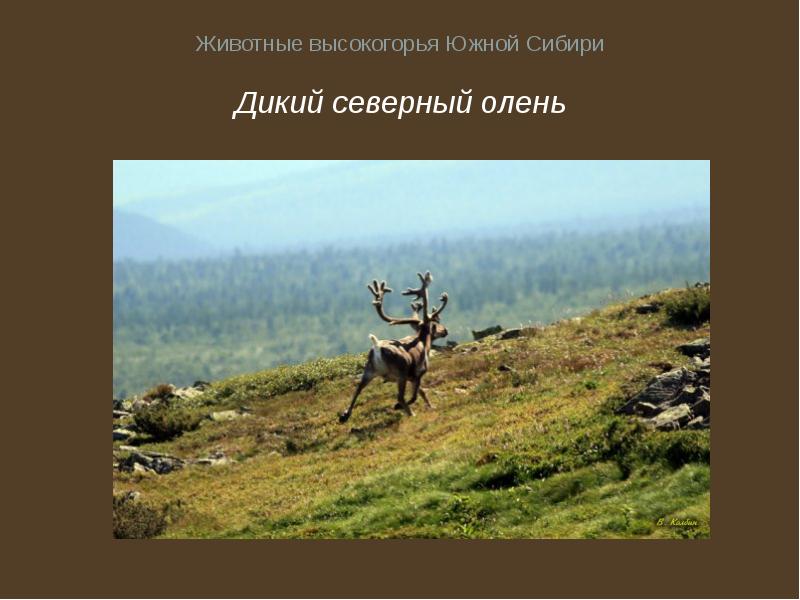 Презентация на тему горный каркас россии горы урала и южной сибири