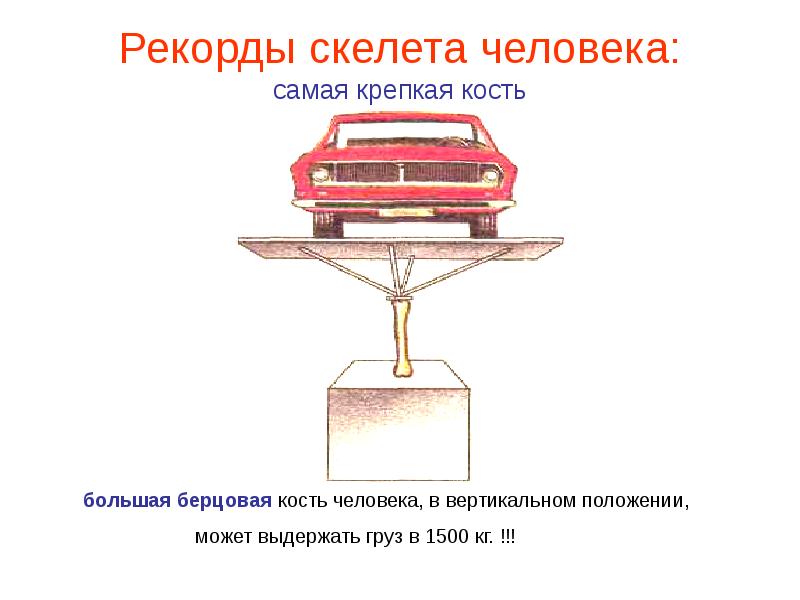 Самая твердая кость. Самчя КРЕАКА кость чел. Самая крепкая кость у человека. Самая прочная кость у человека. Какая кость самая прочная.