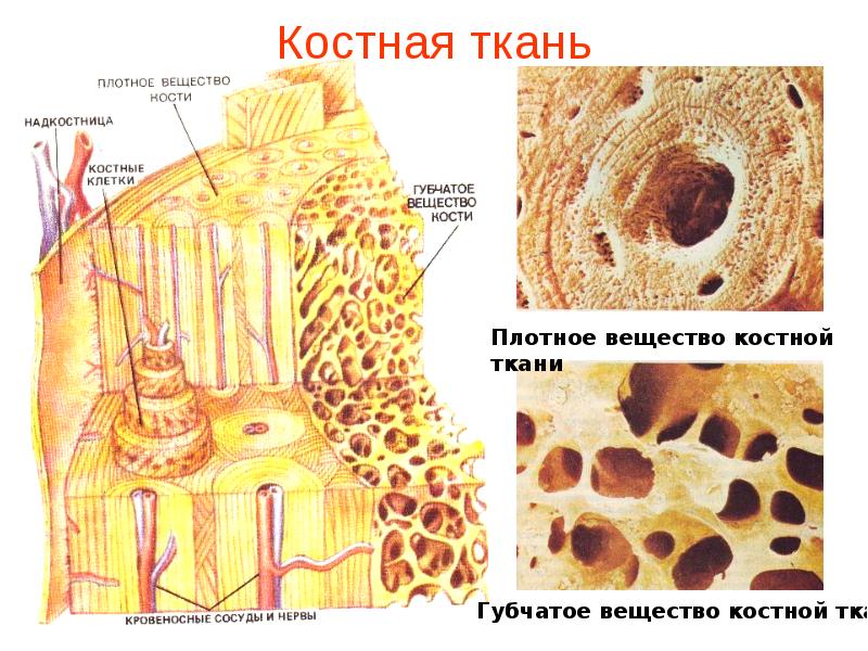 Тема урока. Типы соединения костей Поиск картинок