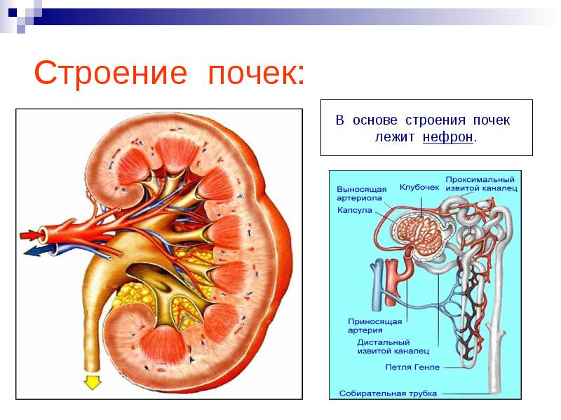 Строение почки анатомия рисунок