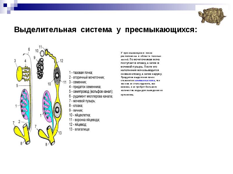 Выделительная система животного изображенного на рисунке. Выделительная система пресмыкающихся. Характеристика выделительной системы рептилий. Выделительная система рептилий. Выделительная система животных состоит из.