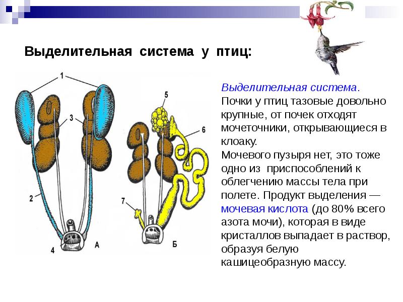 Схема выделительная система птиц