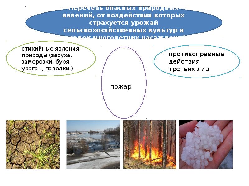 Презентация сельскохозяйственные животные 8 класс