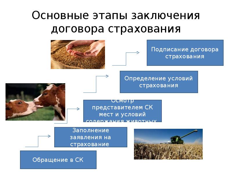 Профессии связанные с сельским хозяйством презентация