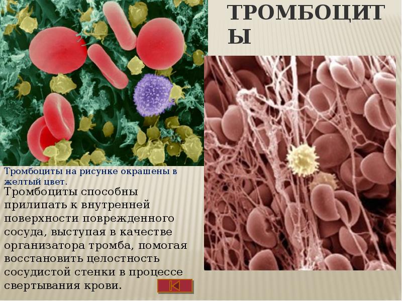 Тромбоциты принимают участие. Тромбоциты форма клетки. Форма и цвет тромбоцитов. Тромбоциты цвет. Окраска тромбоцитов.