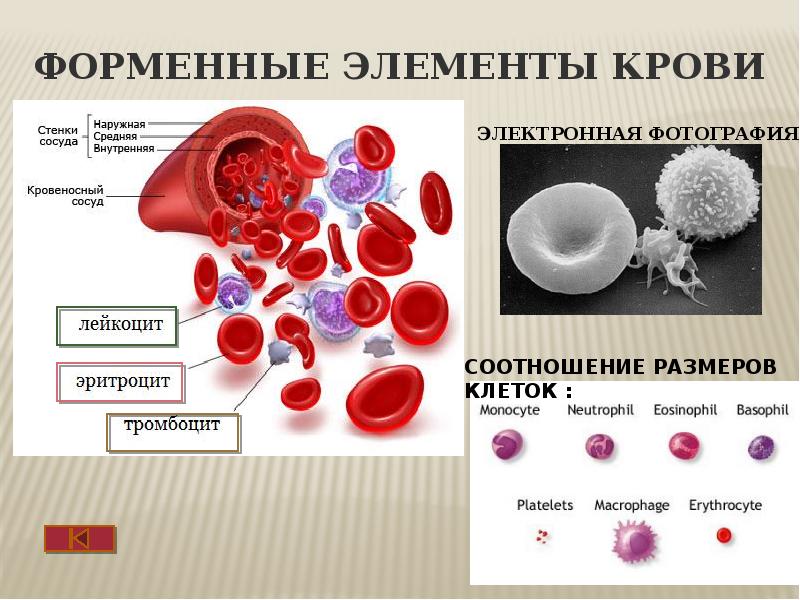 На рисунке изображены самые многочисленные наиболее эластичные форменные элементы крови человека