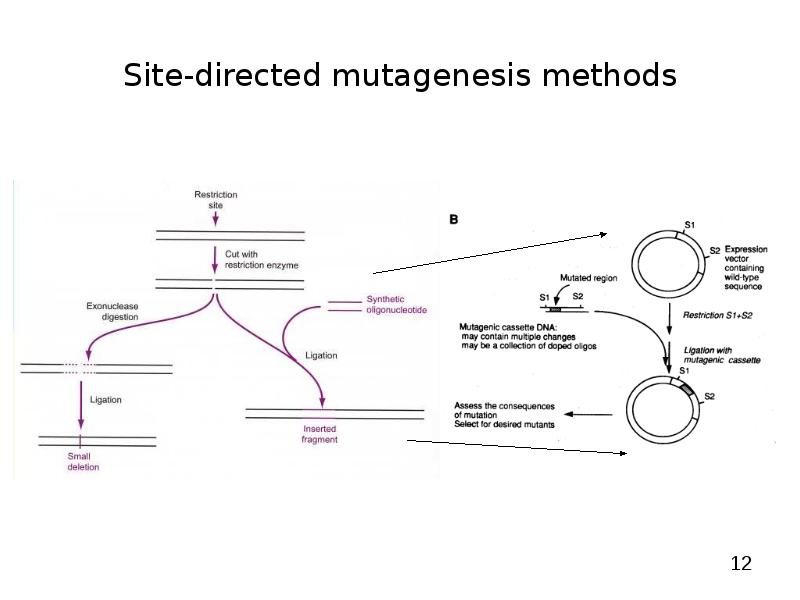 Mutagenesis unveiled головоломки. Site direct. Direct line. Site direct. Site direct.