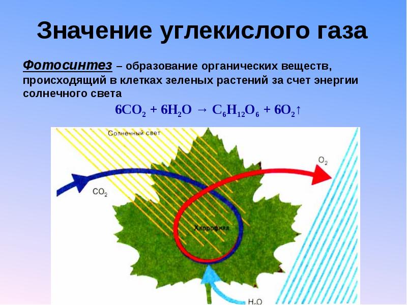 Газ растений. Значенр углекислого газа. Фотосинтез. Углекислый ГАЗ значение. Функции углекислого газа в природе.