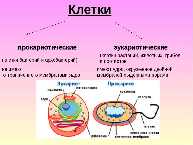 Клеточная трансплантология презентация