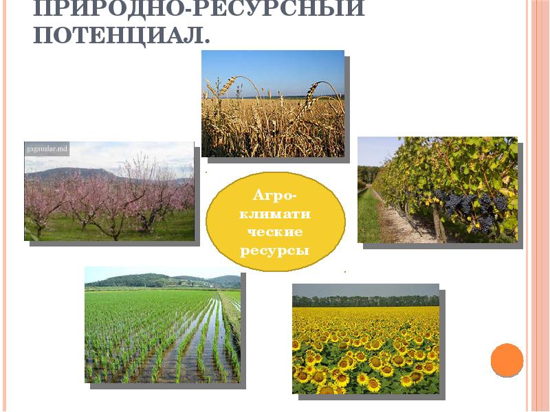 Природные ресурсы края. Природные ресурсы Краснодарского края. Природно-ресурсный потенциал Краснодарского края. Природно-ресурсный потенциал Краснодар. Краснодарский край природный потенциал.