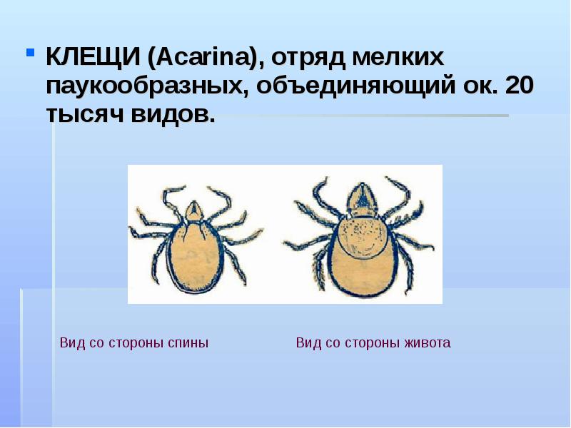Класс паукообразные отряды. Клещи (Acarina). Клещи относятся к классу паукообразных. Клещ относится к паукообразным.