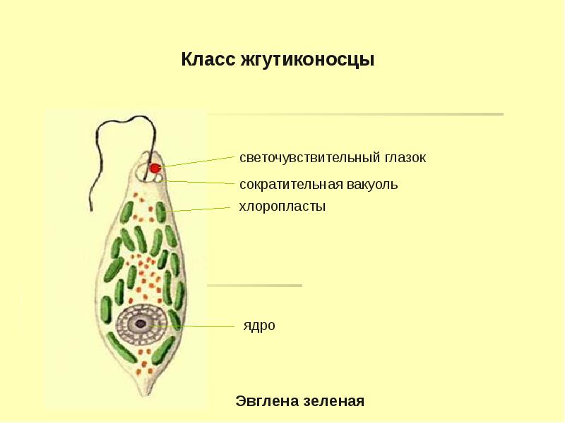Пищеварительная вакуоль эвглены зеленой. Светочувствительный глазок у зелёной эвглены. Пищеварительная вакуоль у эвглены зеленой. Строение жгутиконосцев. Класс жгутиковые эвглена зеленая