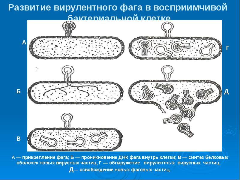 Схема развития бактериофага в бактериальной клетке схема