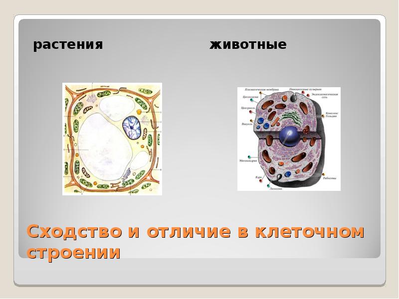 Сходство строения животных клеток. Растительные и животные клетки отличаются. Клетка животного и растения отличия. В животных и растительных клетках имеются. Разница живой и растительной клетки.