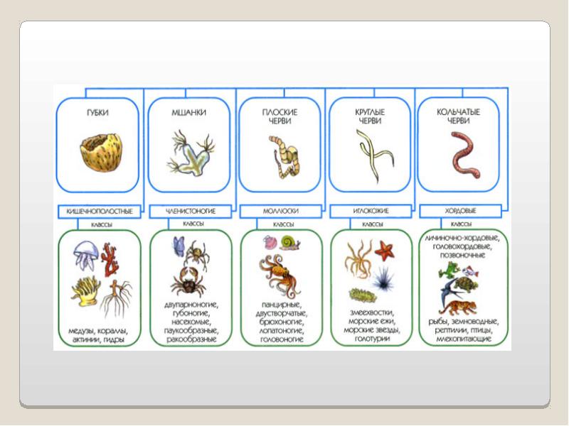 Типы животных 8 класс. Типы животных. Классификация животного мира для детей. Зоология типы животных. Типы в зоологии.