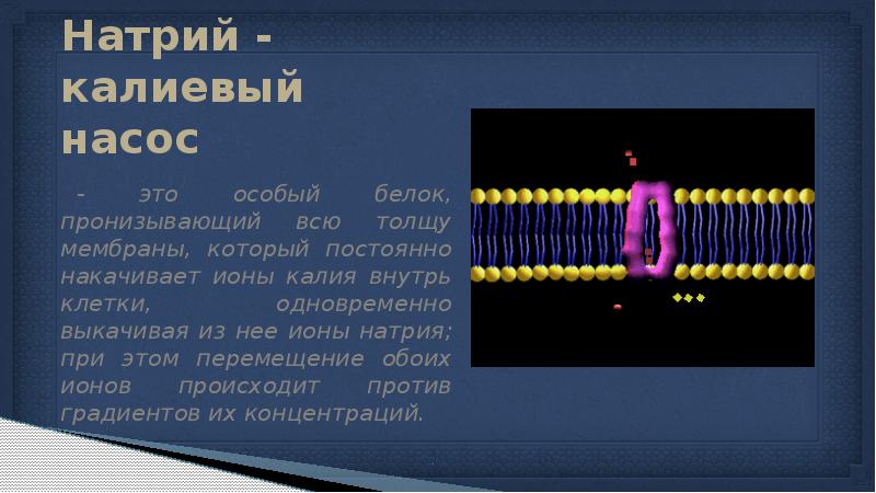 Натрий калиевый насос. Калиево натриевый насос клетки. Калий натриевый насос механизм. Ионы в натрий калиевом насосе. Натрий калиевый насос кратко.