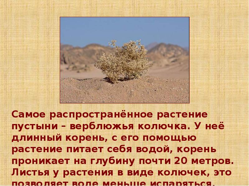В какой природной зоне обитает верблюжья колючка. Верблюжья колючка в пустыни России окружающий мир 4 класс. Растения живущие в пустыне. Растительный мир пустыни. Растения пустыни презентация.