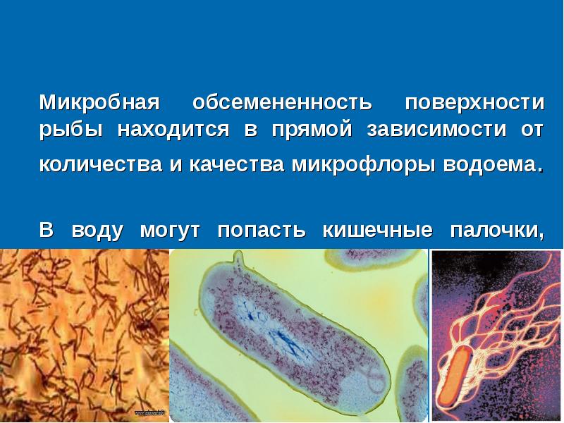 Микробиология рыбных продуктов презентация