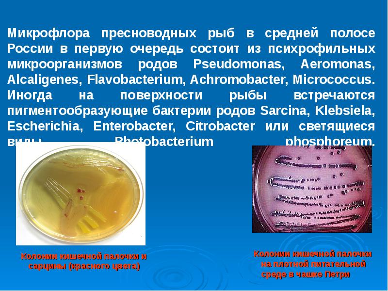 Микробиология рыбных продуктов презентация