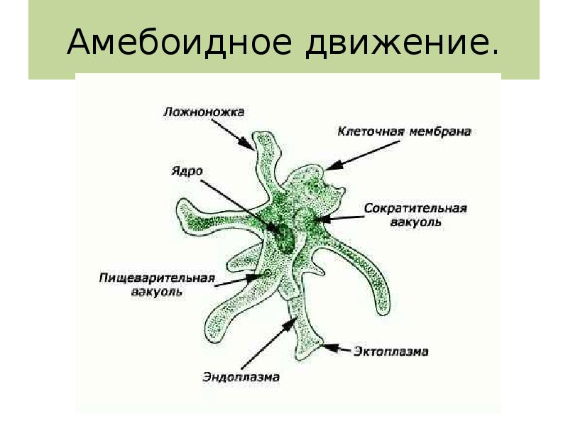 Животное передвигается дышит закончи схему