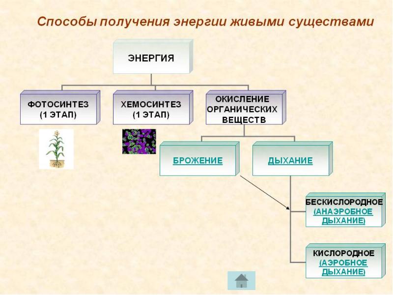 Сравним анаболизм и катаболизм Сравним анаболизм и катаболизм