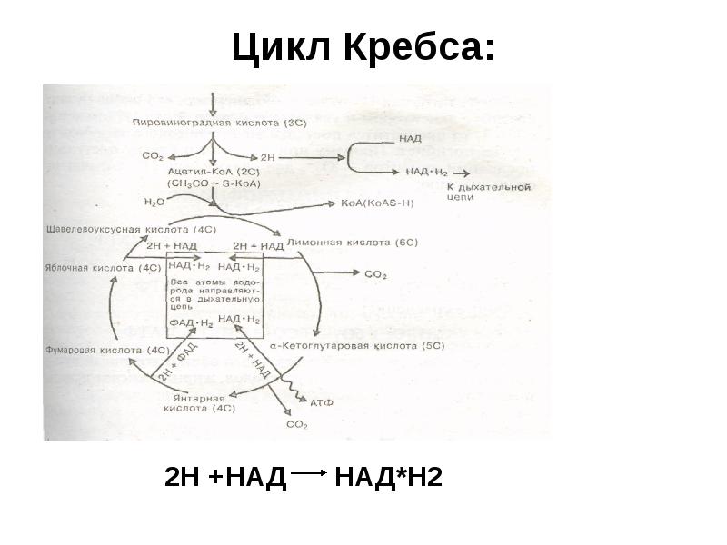 Цикл Кребса: Цикл Кребса: