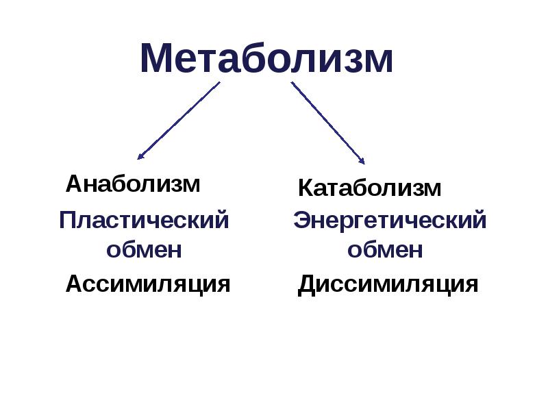 Метаболизм Метаболизм