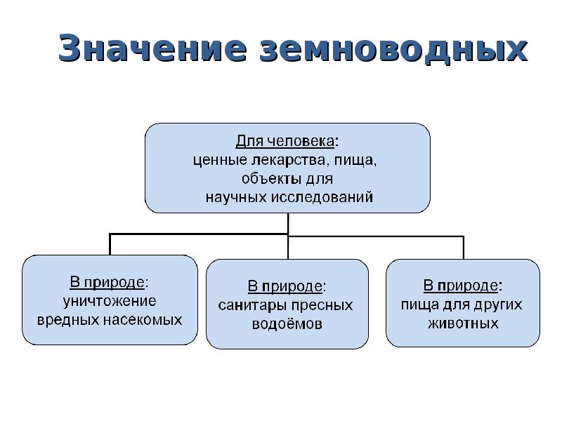 Роль амфибии