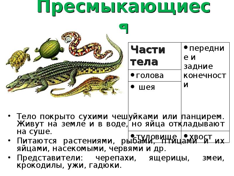 Пресмыкающиеся Пресмыкающиеся