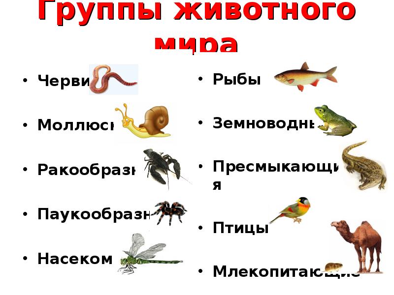 Классы и группы животных