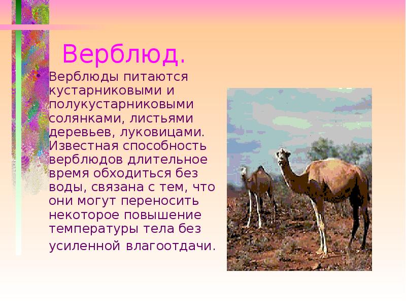 Сообщение о животных пустыни. Верблюд презентация. Сообщение о верблюде. Доклад про верблюда. Способности верблюда.