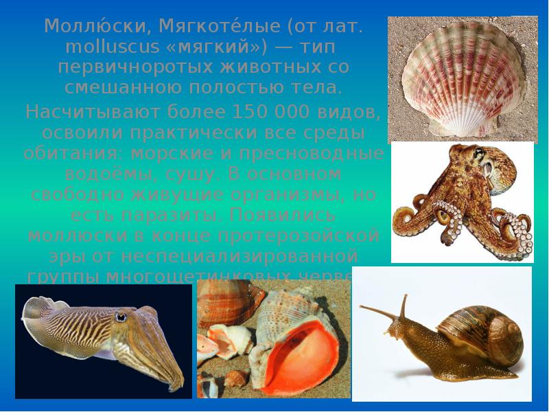 Представитель моллюсков является. Моллюски или мягкотелые. Моллюски – мягкотелые животные, заселившие. Классификация моллюсков. Мягкотелые представители.
