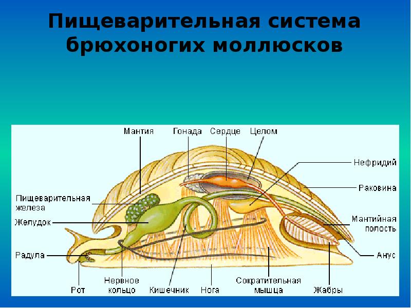 Улитка относится к органу. Отделы пищеварительной системы моллюсков. Тип моллюски класс брюхоногие системы органов. Строение органов пищеварения моллюсков. Пищеварительные железы брюхоногих моллюсков это.