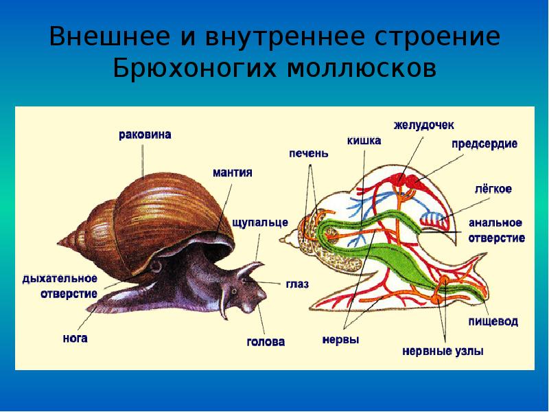 К брюхоногим моллюскам относятся прудовика
