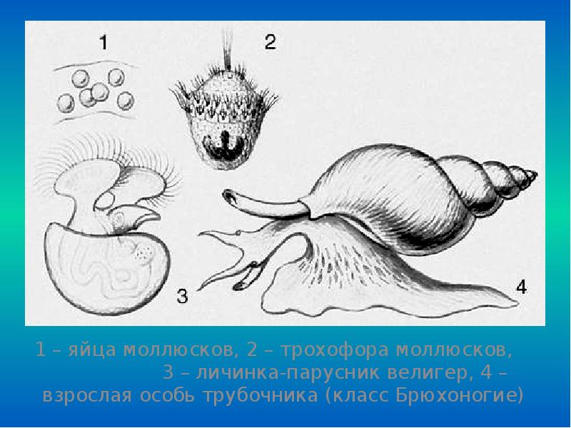 Рисунок моллюска брюхоногого моллюска