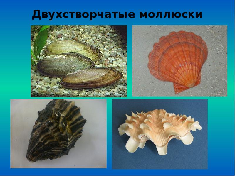 Группа моллюски представители. Ракушка моллюска двустворчатого. Многообразие двустворчатых моллюсков тридакна. Раковина пластинчатожаберных моллюсков.