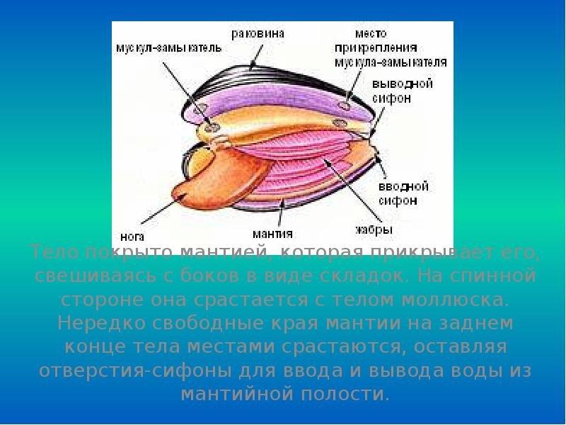 Вторичная полость тела моллюска. Мантия моллюска. Мантия у двустворчатых моллюсков. Строение мантии моллюсков. Тело моллюсков покрыто кожной складкой.