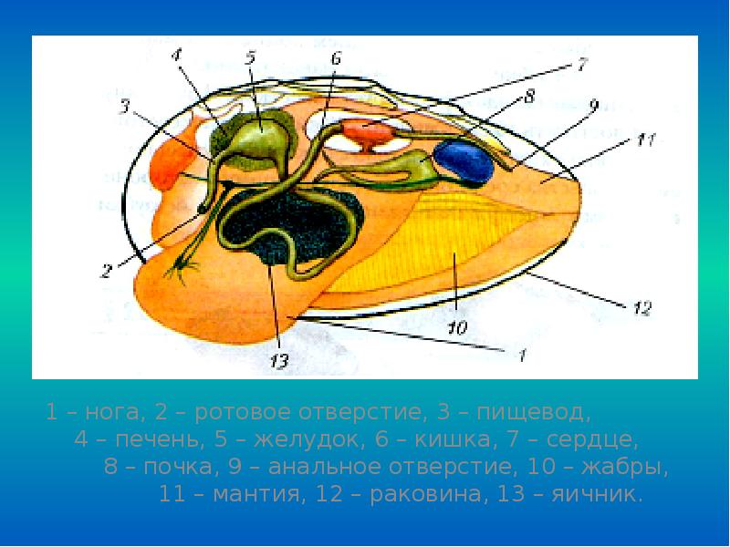 Биология мидий